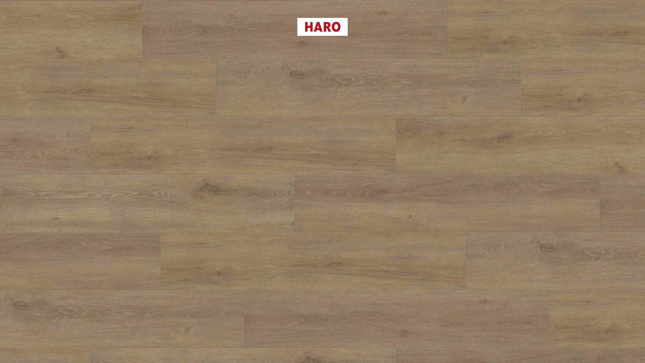 HARO Sol Stratifié TRITTY 100 Campus 4V Chêne Veneto crema* authentic mat Top Connect