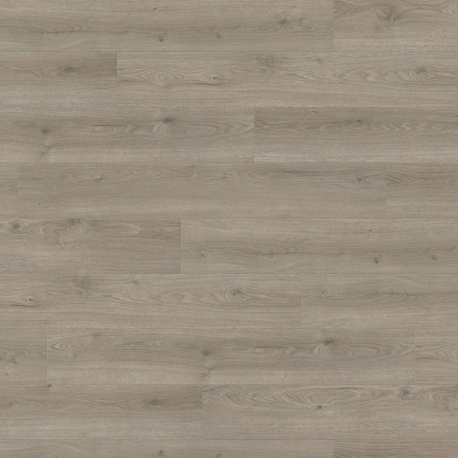 HARO Pavimento in laminato TRITTY 100 Plancia 4B Rovere Flavia grigio* authentic Top Connect